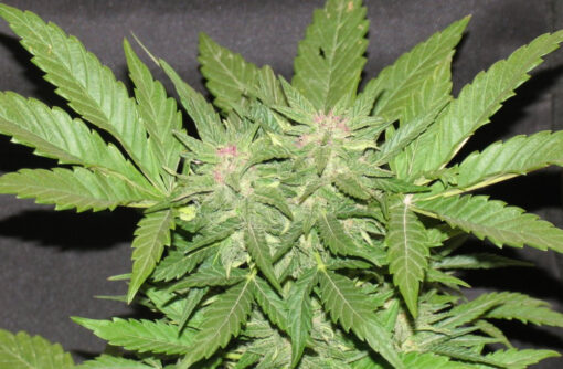 Delicious Seeds COTTON CANDY KUSH ® Feminized - Semi Femminizzati