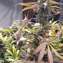 Delicious Seeds COTTON CANDY KUSH ® Feminized - Semi Femminizzati