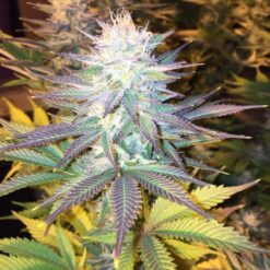 Delicious Seeds COTTON CANDY KUSH ® Feminized - Semi Femminizzati