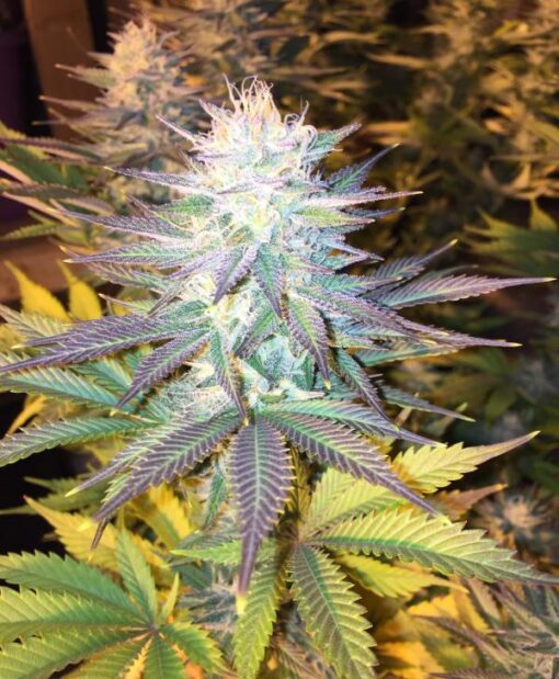 Delicious Seeds COTTON CANDY KUSH ® Feminized - Semi Femminizzati