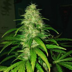 Delicious Seeds COTTON CANDY KUSH ® Feminized - Semi Femminizzati