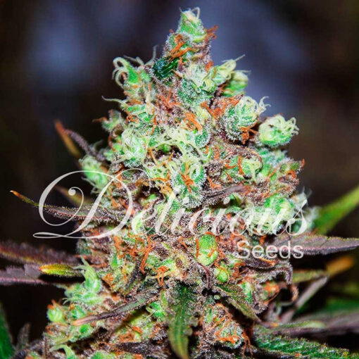 Delicious Seeds COTTON CANDY KUSH ® Feminized - Semi Femminizzati