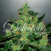 Delicious Seeds CRITICAL JACK HERER AUTO - Semi Autofiorenti