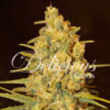 Delicious Seeds CRITICAL SENSI STAR Feminized - Semi Femminizzati