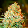 Delicious Seeds CRITICAL SUPER SILVER HAZE Feminized - Semi Femminizzati