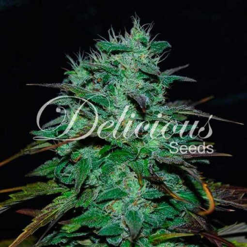 Delicious Seeds CHOCOBANG ® Femminizzata