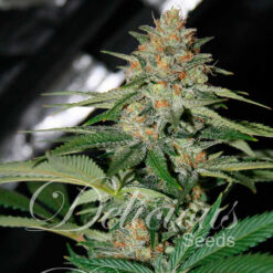 Delicious Seeds DELICIOUS CANDY ® Feminized - Semi Femminizzati