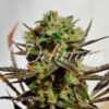 Delicious Seeds DELICIOUS CANDY ® Feminized - Semi Femminizzati