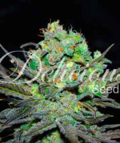 Delicious Seeds ELEVEN ROSES ® Feminized - Semi Femminizzati
