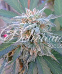 Delicious Seeds ELEVEN ROSES ® Feminized - Semi Femminizzati