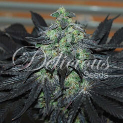 Delicious Seeds GOLOSA ® Feminized - Semi Femminizzati