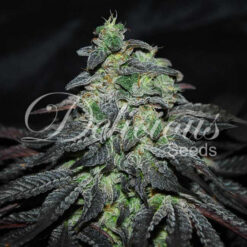 Delicious Seeds GOLOSA ® Feminized - Semi Femminizzati