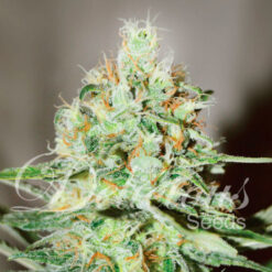 Delicious Seeds JÄGG KUSH ® Feminized - Semi Femminizzati