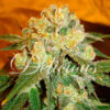 Delicious Seeds MARMALATE ® Feminized - Semi Femminizzati