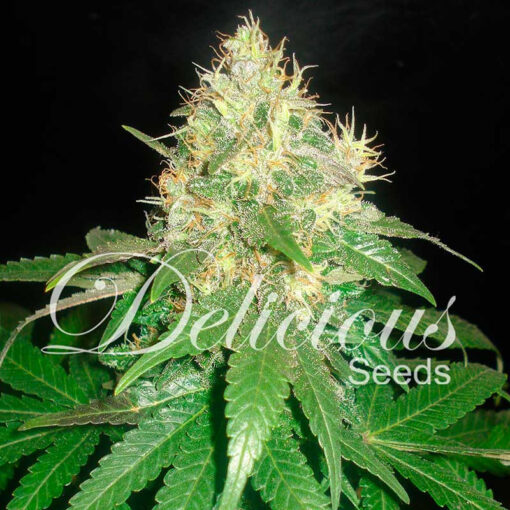 Delicious Seeds NORTHERN LIGHT BLUE ® Feminized - Semi Femminizzati