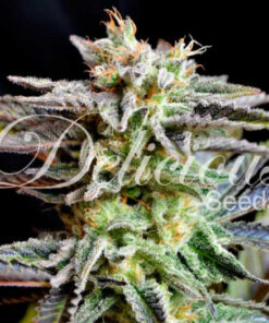 Delicious Seeds SUGAR BLACK ROSE ® Feminized - Semi Femminizzati