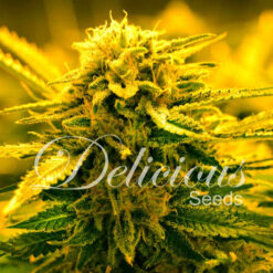 Delicious Seeds SUGAR BLACK ROSE AUTO - Semi Autofiorenti