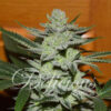 Delicious Seeds UNKNOWN KUSH ® Feminized - Semi Femminizzati