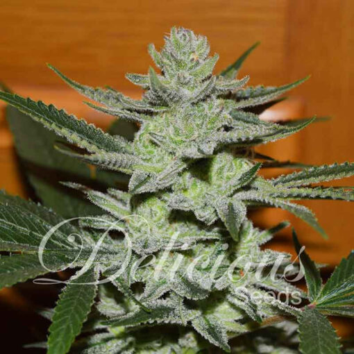 Delicious Seeds UNKNOWN KUSH ® Feminized - Semi Femminizzati