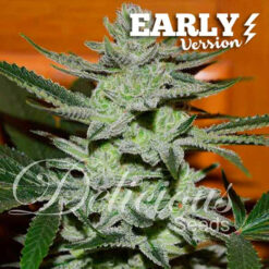 Delicious Seeds UNKNOWN KUSH EARLY VERSION Semi Femminizzati