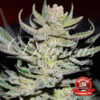 Delicious Seeds UNKNOWN KUSH REGULAR ® Semi Regolari