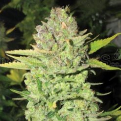 Devil Fruit - Medical Seeds