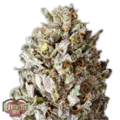 Diesel Drift Femminizzata - Heavyweight Seeds