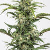 Dinafem Dinamed CBD Autoflowering