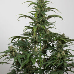 Dinafem Dinamed CBD Autoflowering