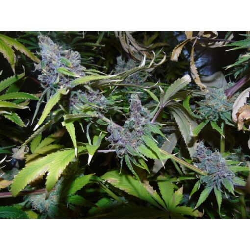 Dr. Underground AMERICAN BEAUTY Feminized (Plushberry S1)