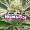 Dr. Underground AMERICAN BEAUTY Feminized (Plushberry S1)
