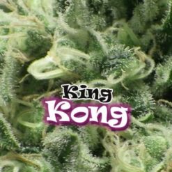 Dr. Underground KING KONG Feminized (Ed Rosenthal Super Bud x Chronic)