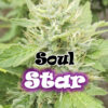 Dr. Underground SOUL STAR Feminized (Sensi Star x Peyote Purple)
