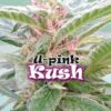 Dr. Underground U- PINK KUSH Feminized (Old Pink Kush S1)