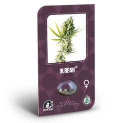 Durban Femminizzati - Sensi Seeds