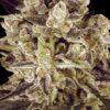 Durga Mata II CBD - Paradise Seeds