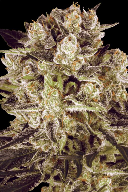 Durga Mata II CBD - Paradise Seeds