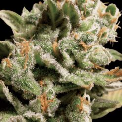 Dutch Dragon - Paradise Seeds