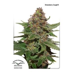 Dutch Passion Strawberry Cough Femminizzata