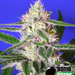 Bomb Seeds EDAM BOMB Feminized - Semi Femminizzati