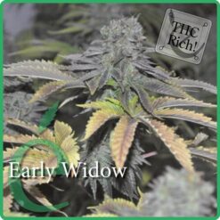 Early Widow - Elite Seeds