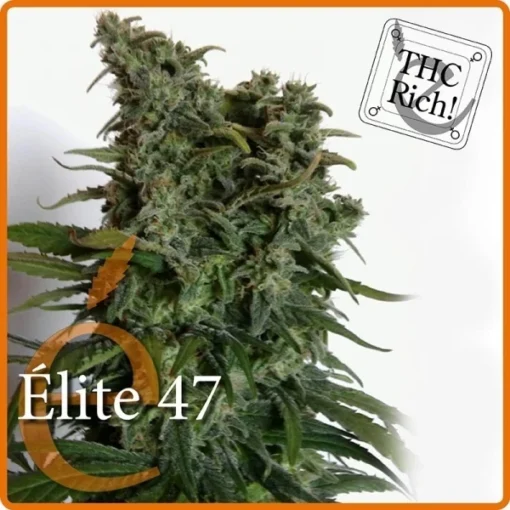 Élite 47 Auto - Elite Seeds