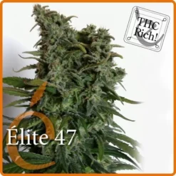 Élite 47 - Elite Seeds