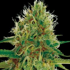 Exclusive Seeds Amnesia Feminized