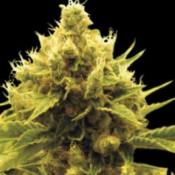 Exclusive Seeds Cheese x Critical Feminized