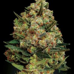 Exclusive Seeds Critical Feminized