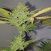 Exclusive Seeds DR. LEMON OG Feminized