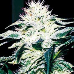 Exclusive Seeds Doble W Feminized