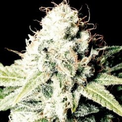 Exclusive Seeds Egarshark Feminized