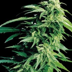 Exclusive Seeds Kush Exclusive Feminized